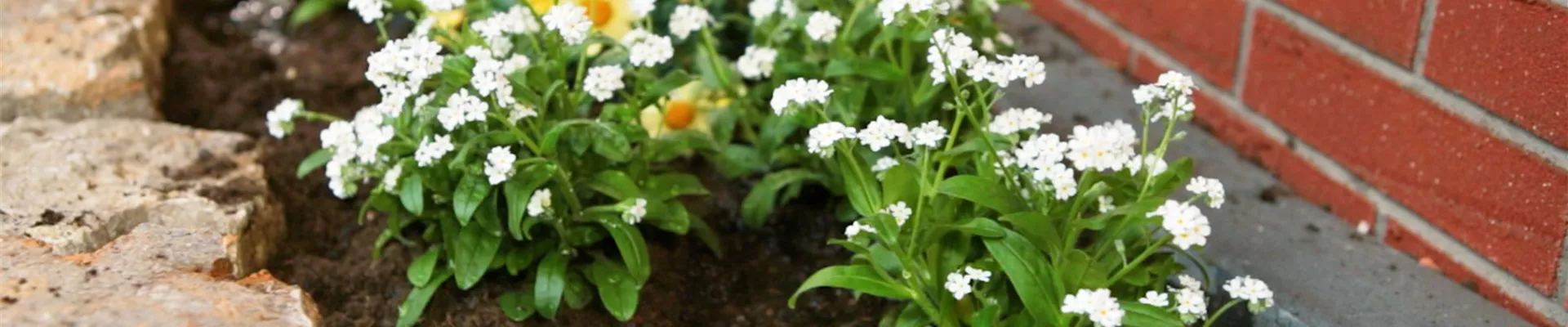 Weißes Vergissmeinicht - Einpflanzen im Garten (Thumbnail).jpg