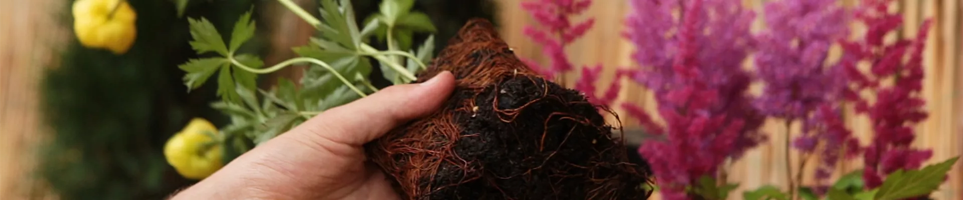 Trollblume - Einpflanzen ins Beet (Thumbnail)0.jpg