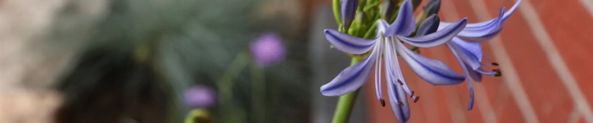 Schmucklilie - Einpflanzen in den Garten (thumbnail).jpg