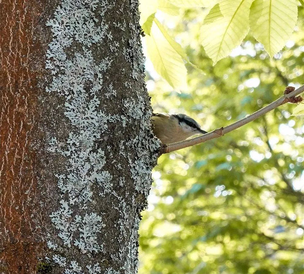 STAMM / VOGEL