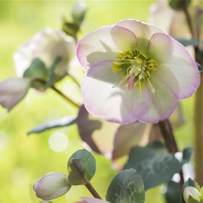 Fleur primeur - zarte Frühlingsgrüße aus dem Blumengarten