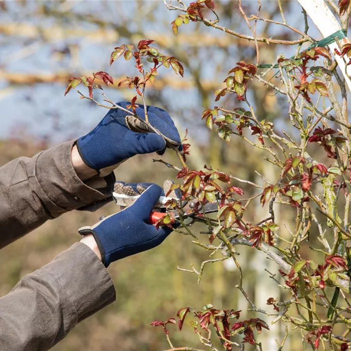 Der Rosenschnitt – Schönheitskur im Frühling