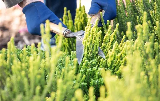 Für die Gesundheit – Rückschnitt im Frühling