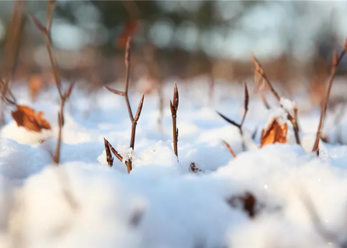 Den Garten winterfest machen