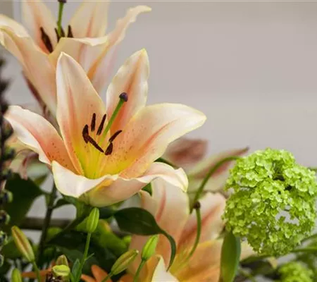 Lilien – Königinnen im Garten