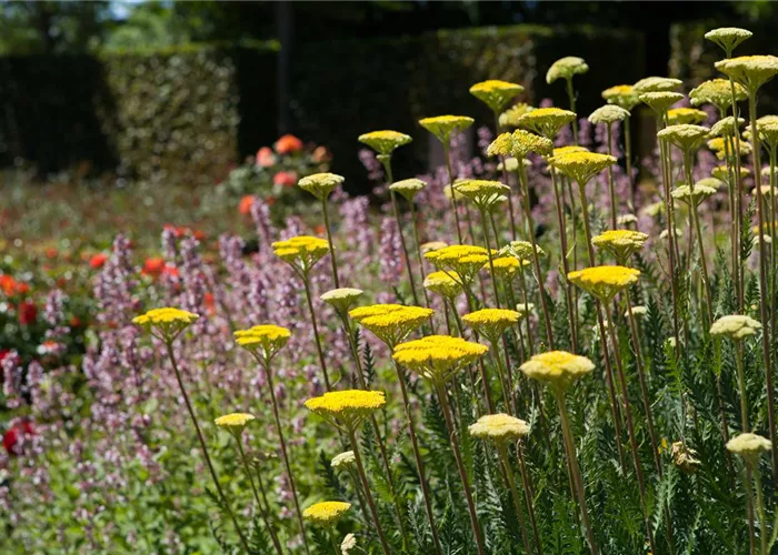 Staudengarten – Gestaltungshinweise und Tipps